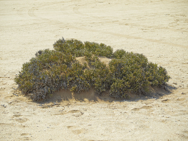 Swakopmund, Dollar Bush